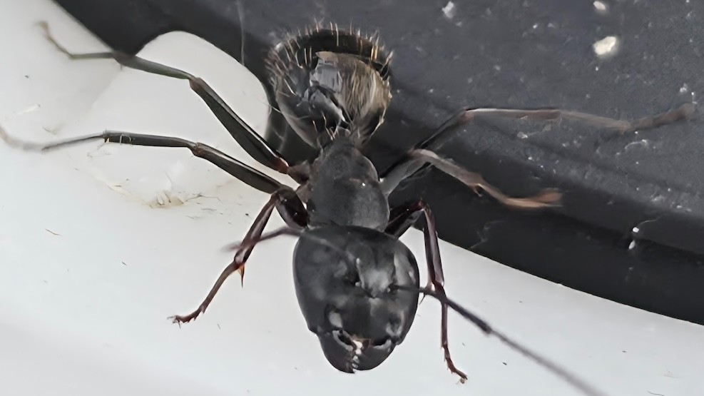 Ant Control St Paul MN | Professional Ant Removal | Tiger Pest Control