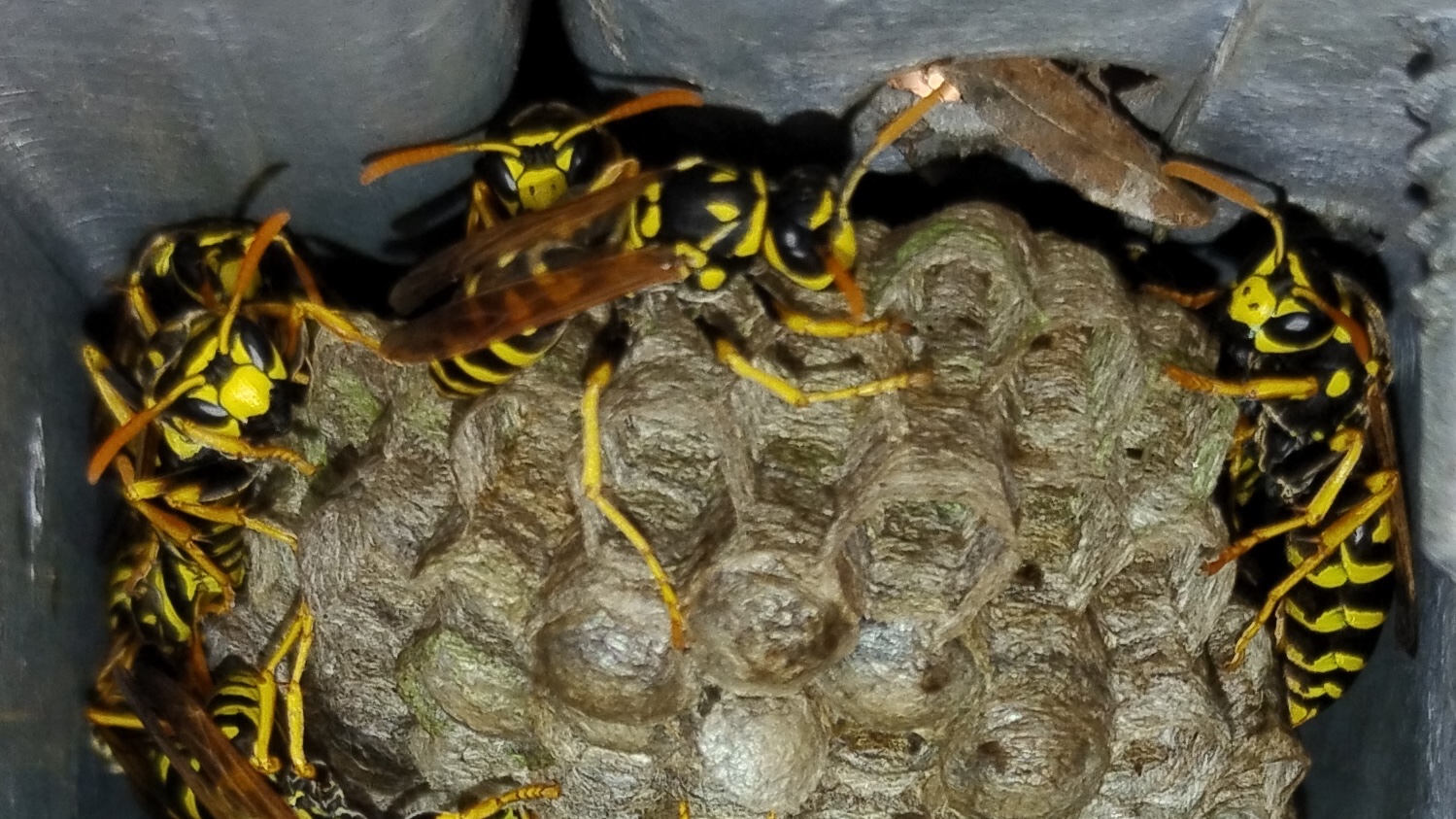 Hornet & Wasp Extermination in Minneapolis MN - Safe Nest Removal & Pest Control