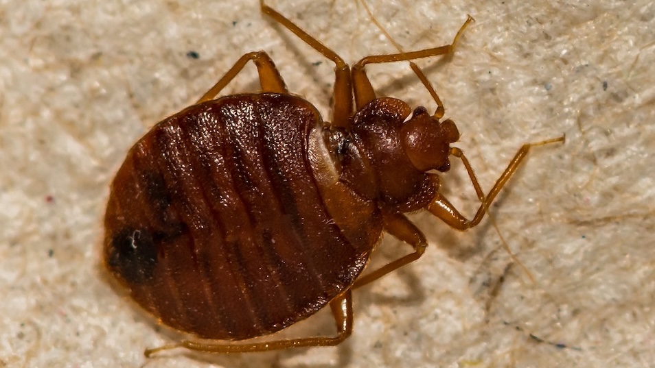 Bed Bug Exterminator Near Me | Professional Bed Bug Removal
