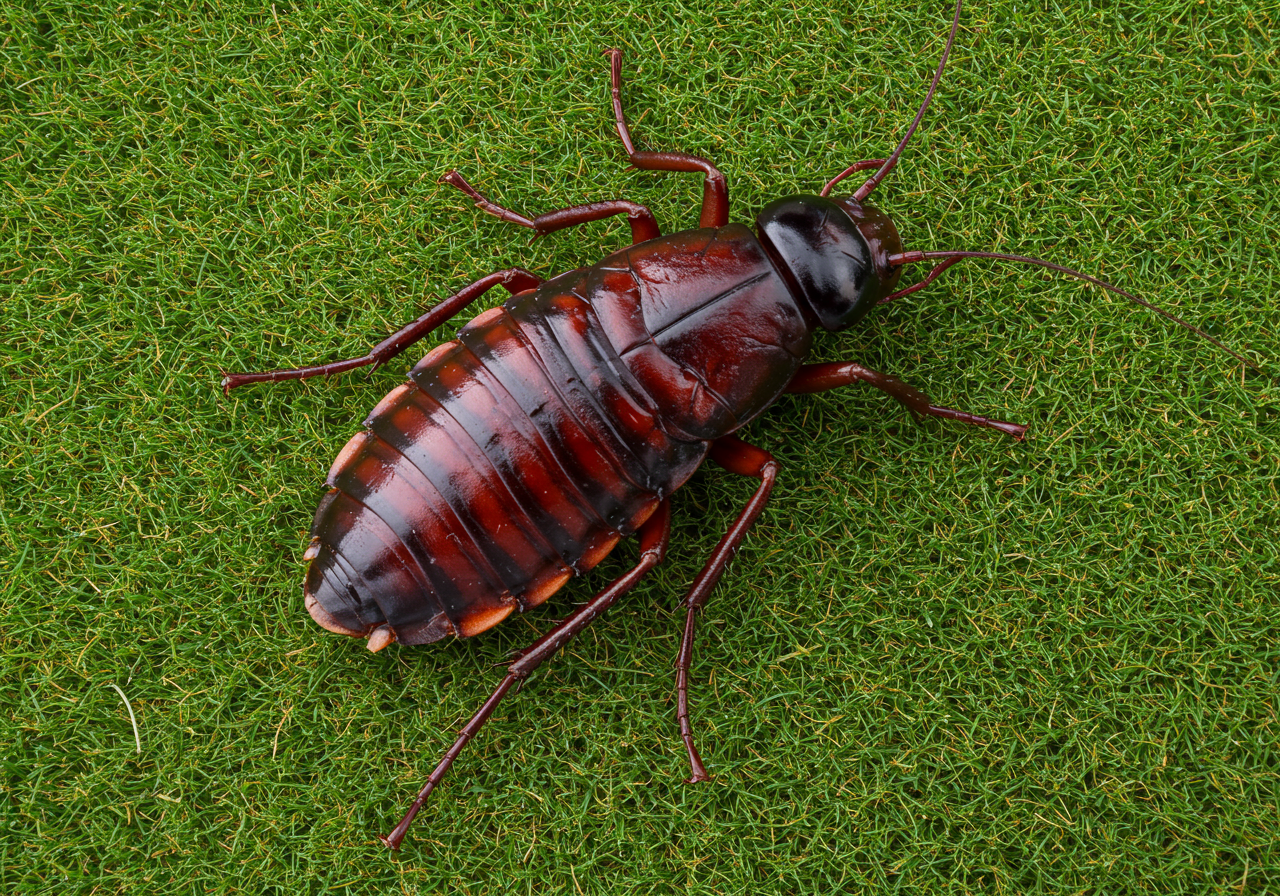 Got Roaches in Suffolk County? Expert Solutions for a Pest-Free Home