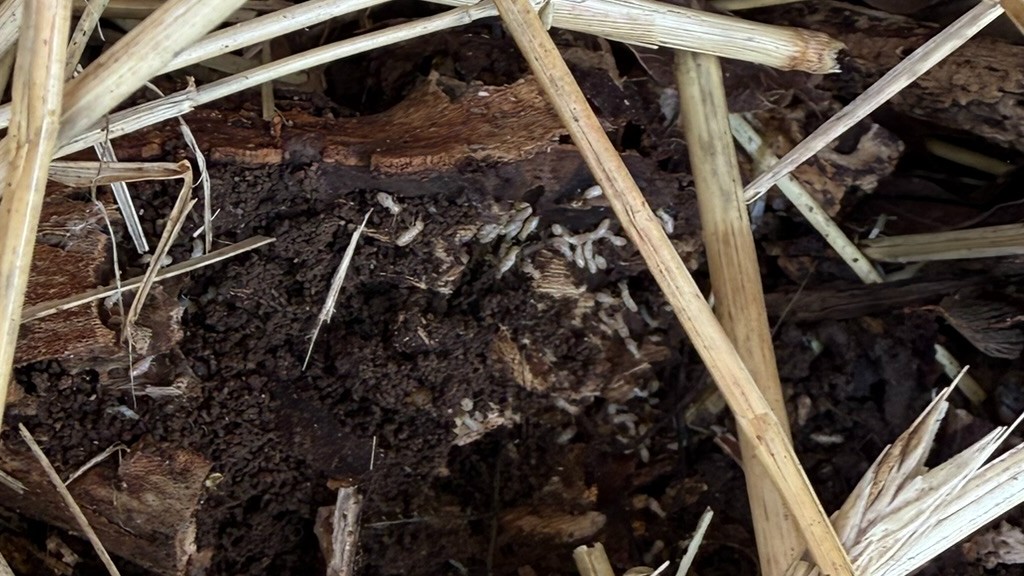 Termite Control in Oak Ridge TN | Summit Tennessee
