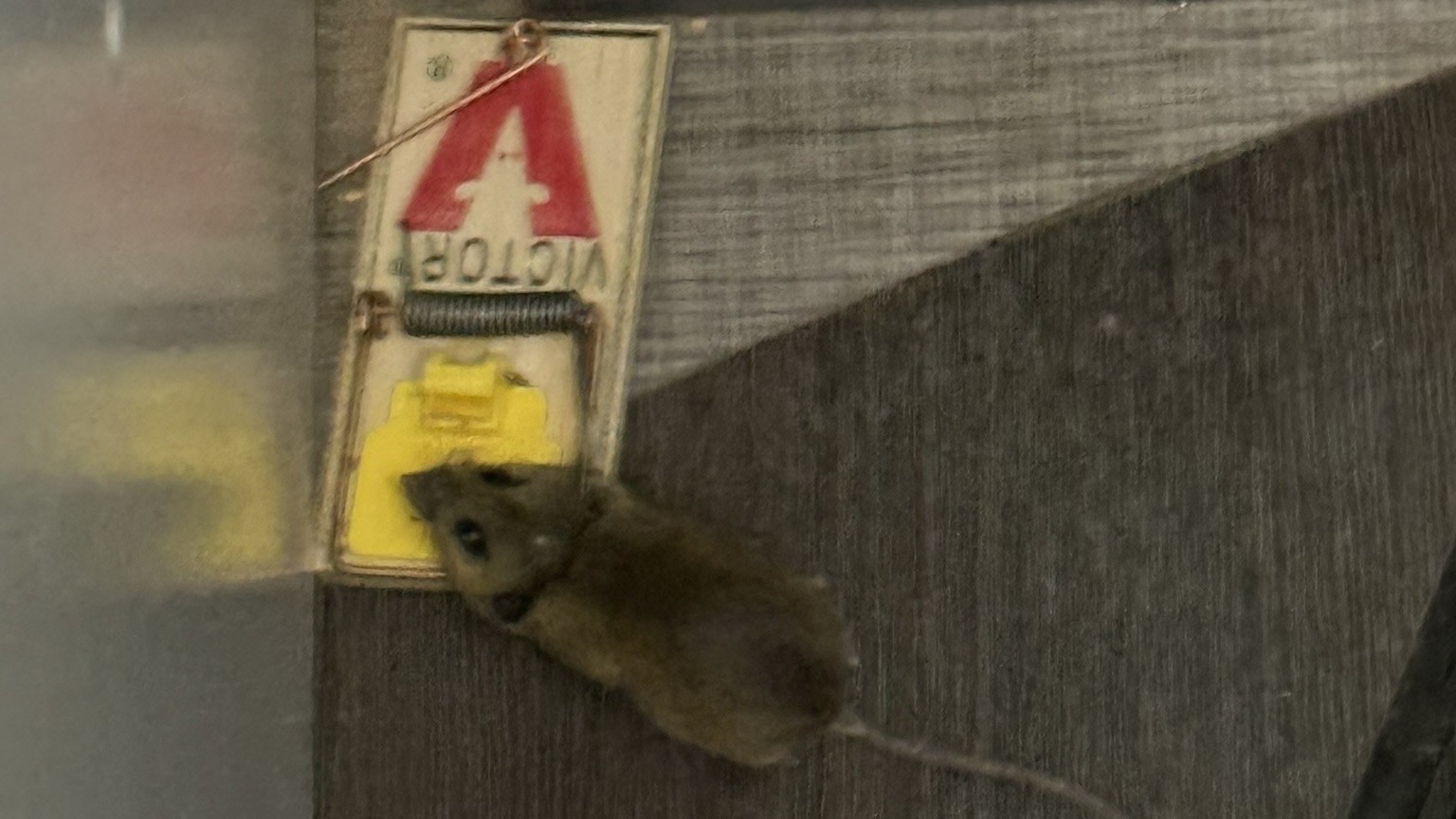 Rodent Control Oak Ridge, TN | Mice & Rat Removal