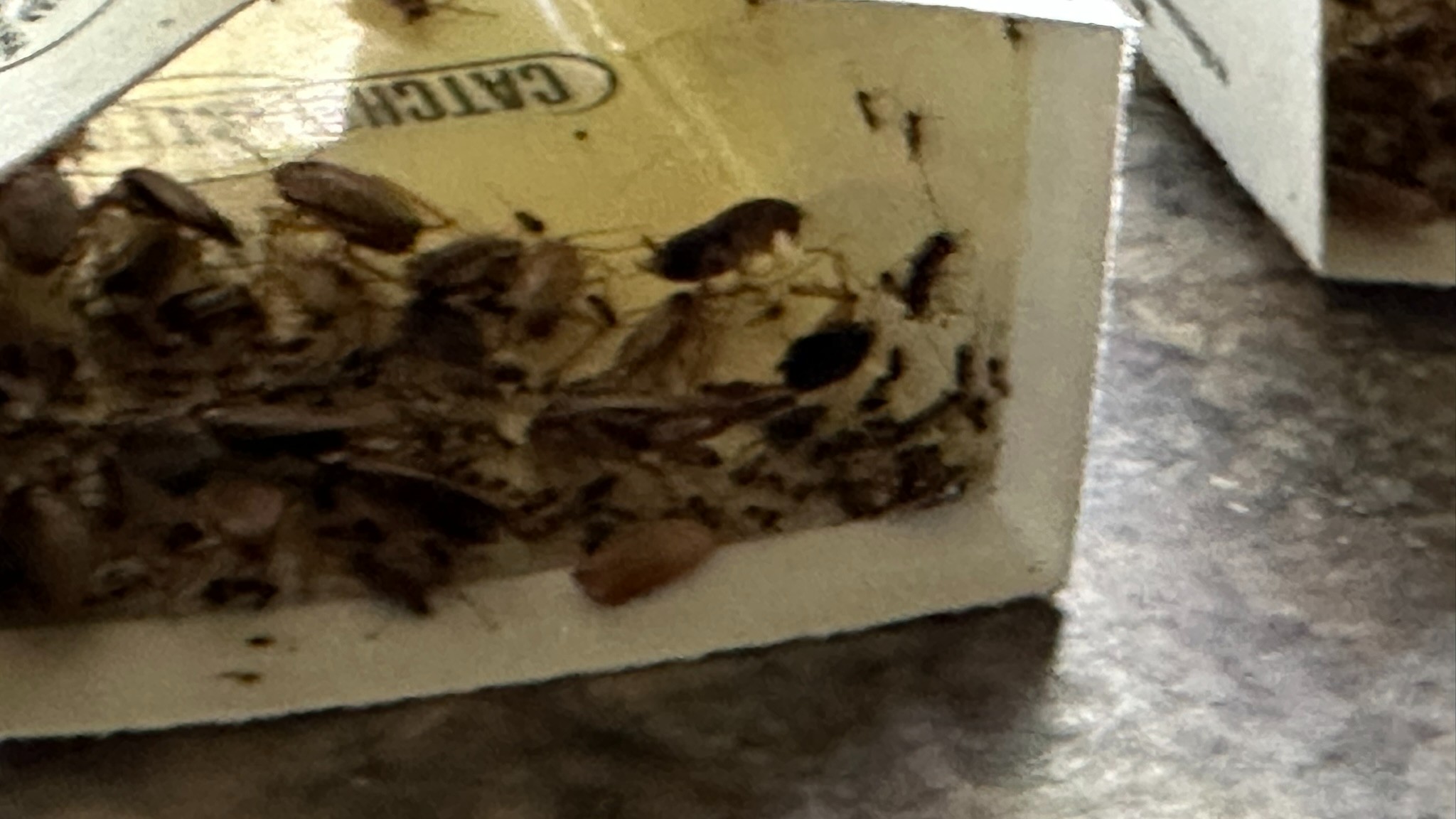 Roach Control Oak Ridge TN | Summit Tennessee Pest Control