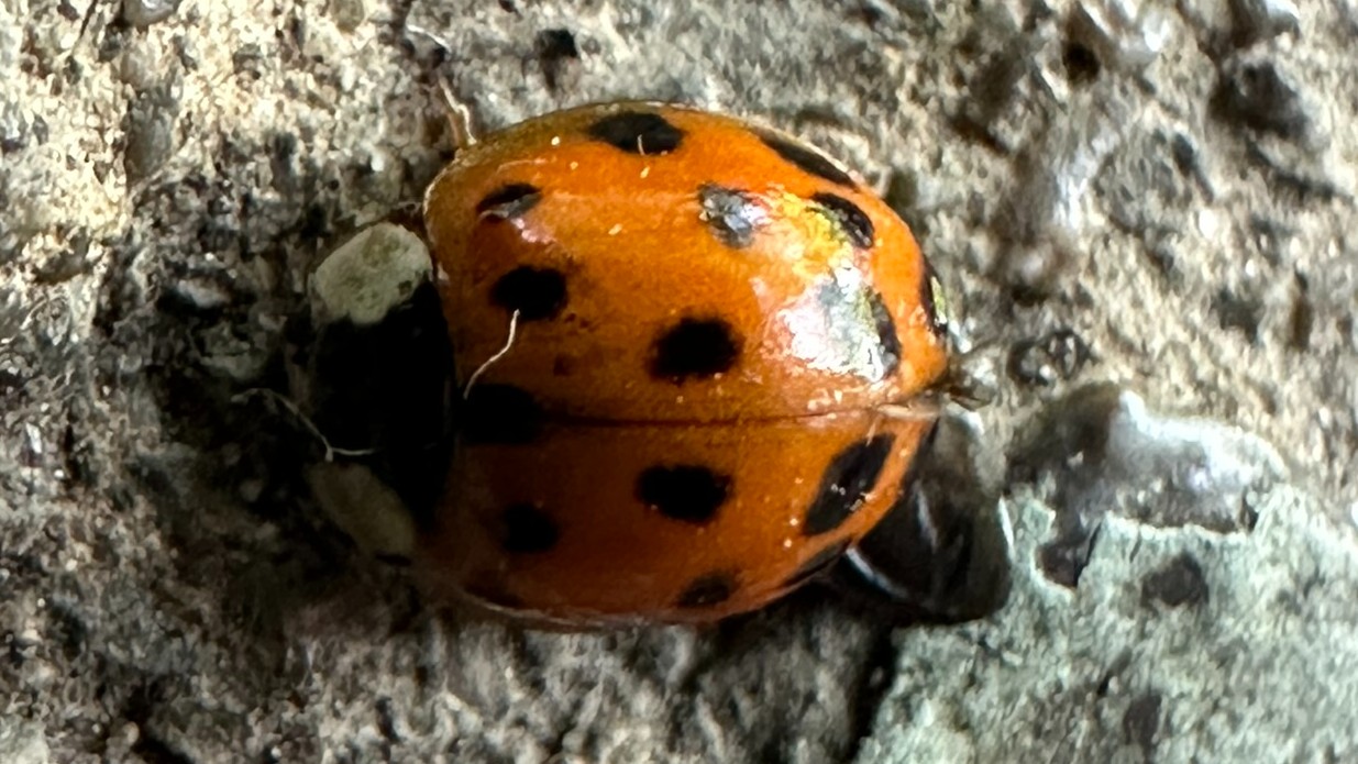 Prevent Stink Bugs & Asian Lady Beetles in East TN: Proactive Pest Control for Your Home