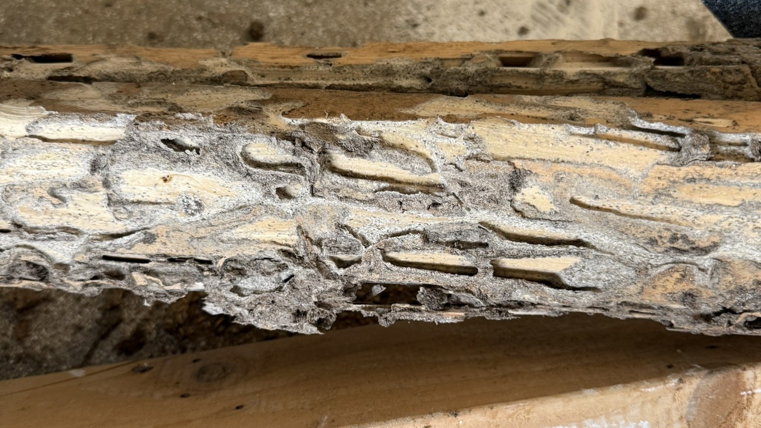 Termite Inspection Oak Ridge TN | Summit Tennessee
