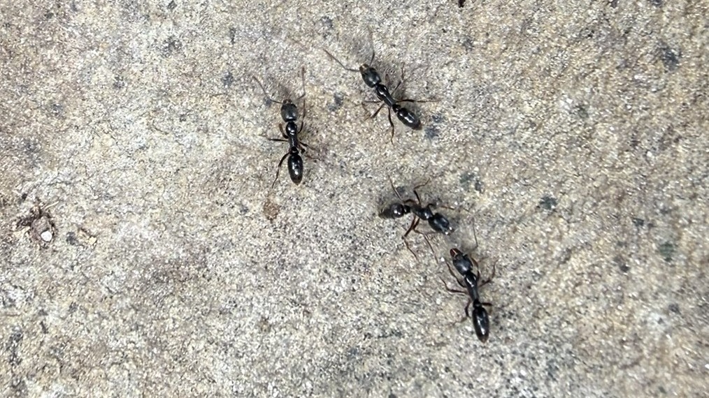 Ant Control Oak Ridge TN | Professional Ant Removal