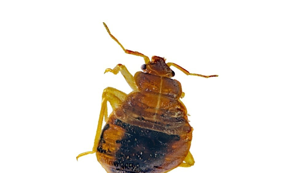 Bed Bug Control Modesto CA | Diamond Pest Control