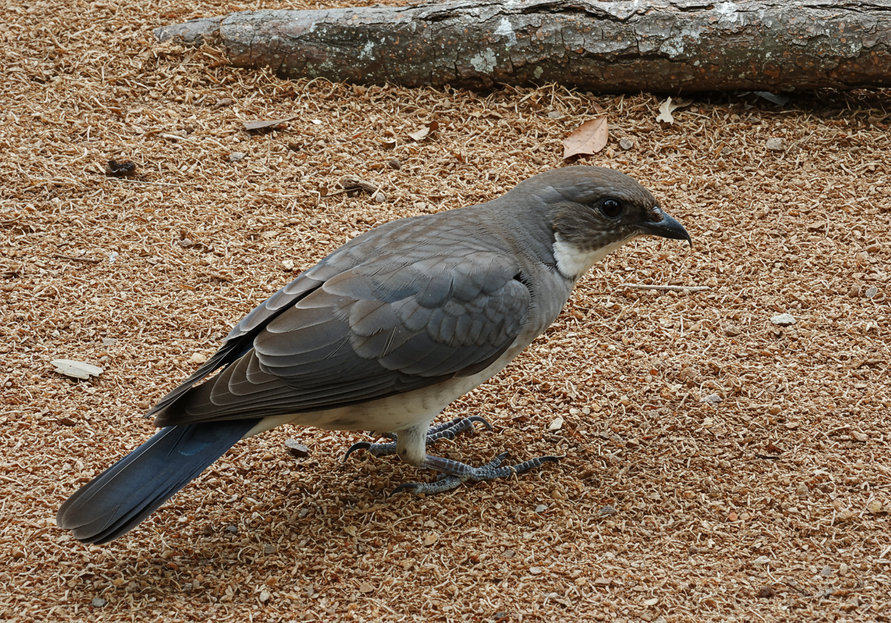 Bird Control Kent CT | Humane Removal & Prevention | Defense Pest