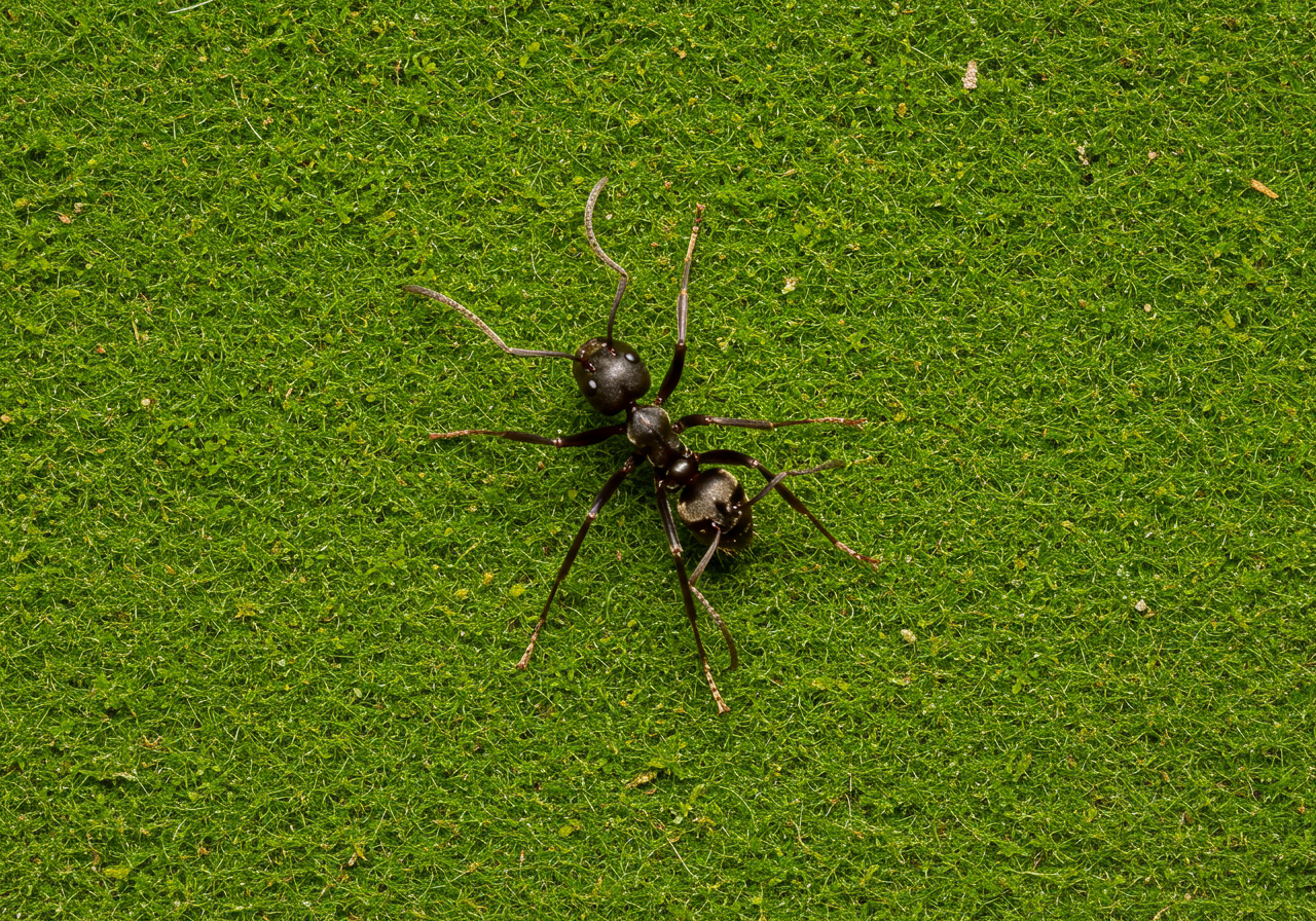 Ant Control Canaan (Falls Village), CT | Carpenter Ants