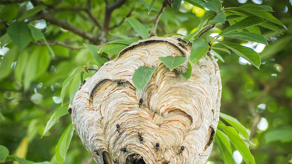 Hornets Removal Cedar Grove NJ | Safe & Expert Pest Control