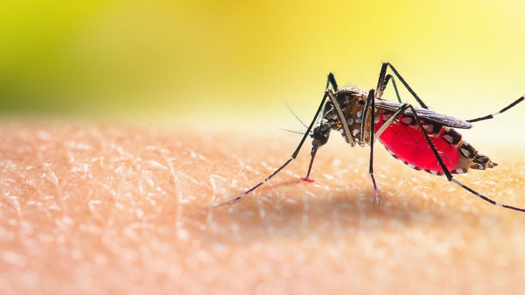 Mosquito Control Cedar Grove NJ | Inspect Pest Control