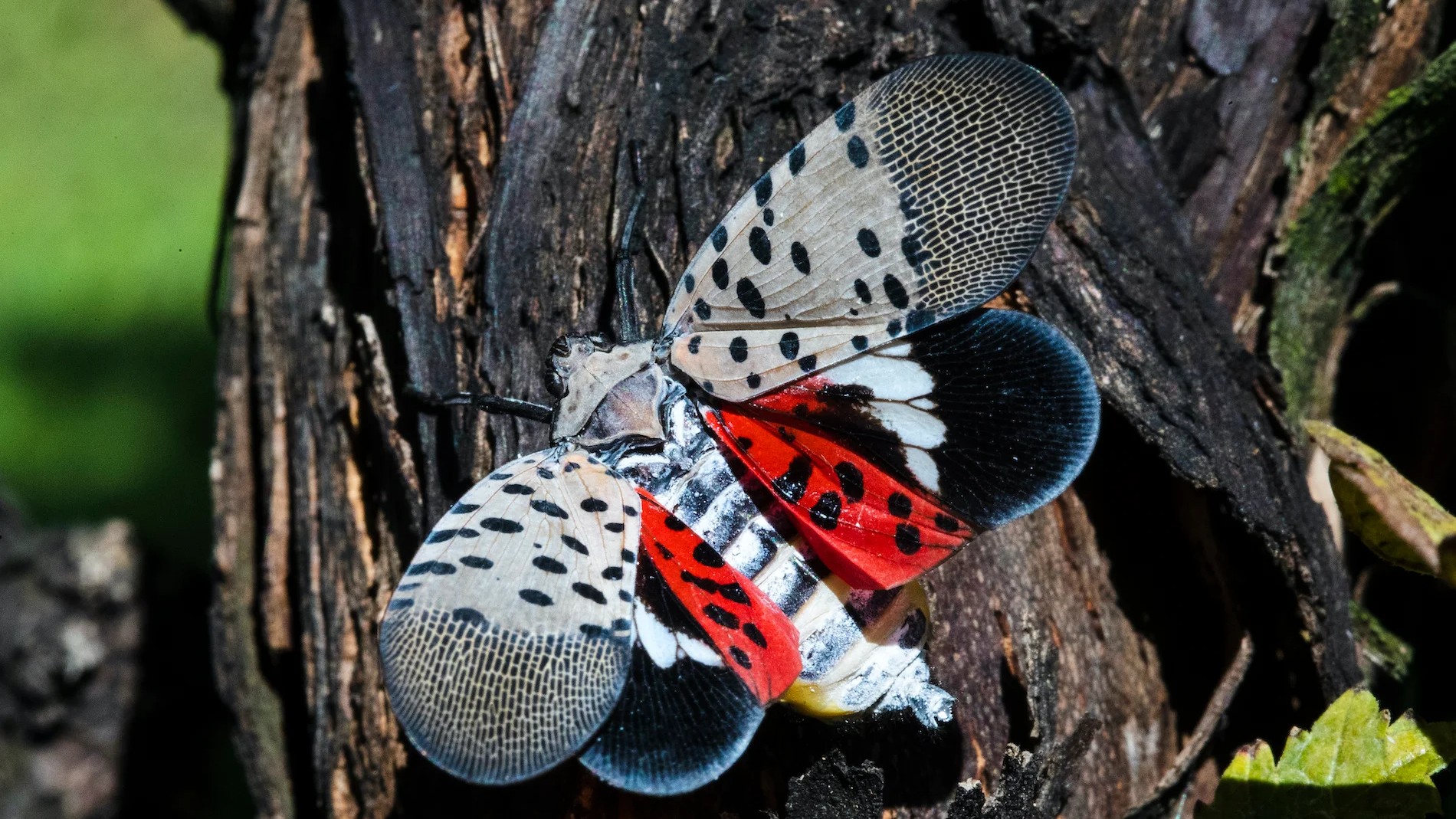 Spotted Lanternfly Control & Removal in Cedar Grove, NJ