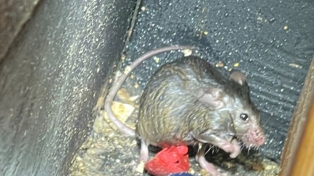 Rodent Control Odessa TX | Mice & Rat Removal Services