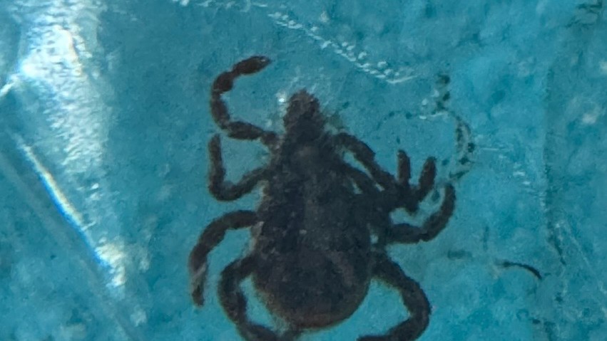 Odessa, TX Flea & Tick Control | AM Pest Management