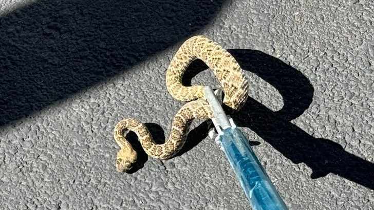 Odessa, TX Snake Control & Removal | AM Pest Management