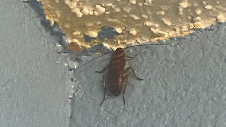 Roach Control Odessa TX | AM Pest Management & Lawn Services