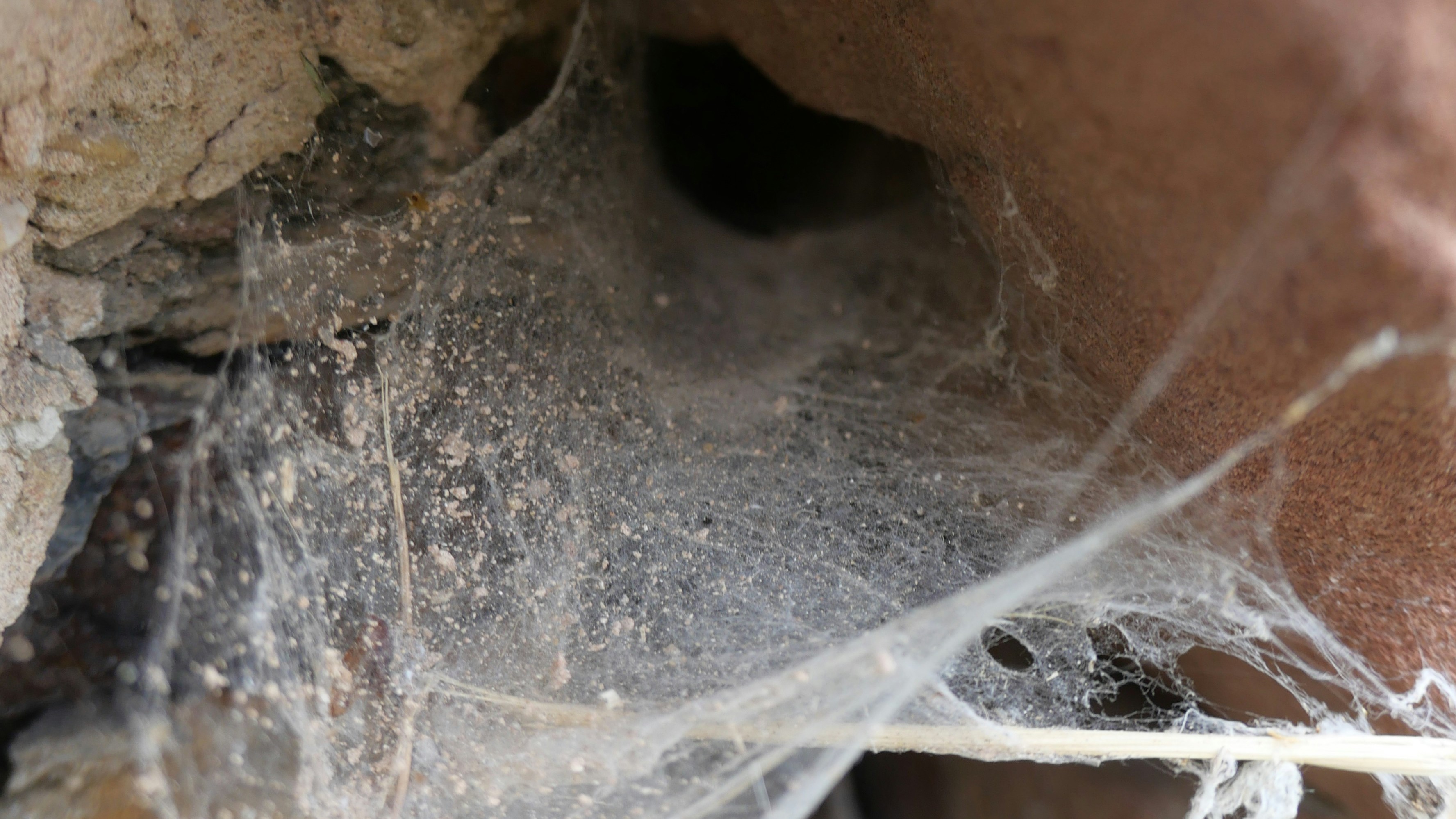 Spider Control: Banish Creepy Crawlers from Your Home