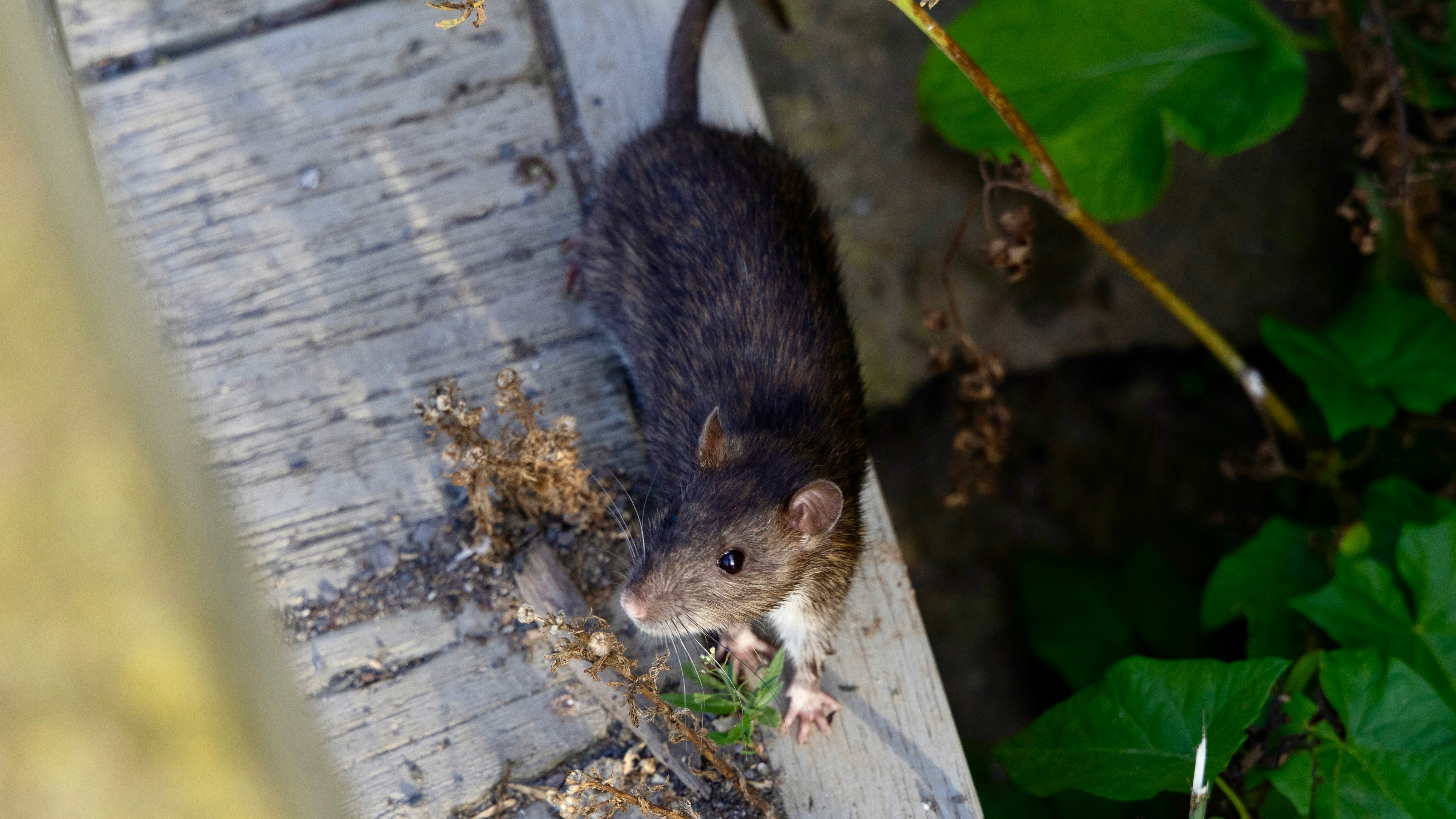 Tri-Cities Rat Alert: Protecting Your Home from Rising Rodent Problems