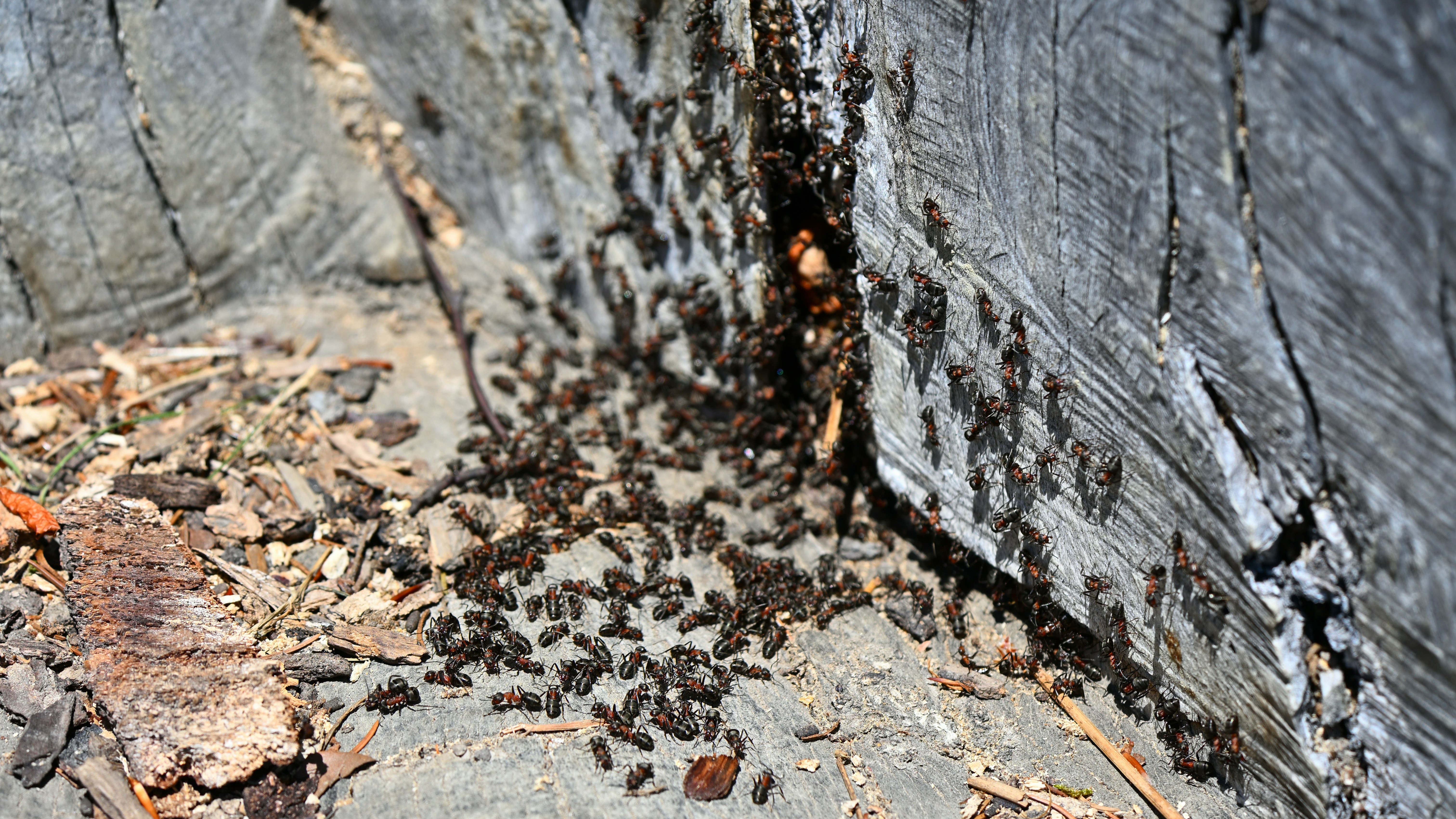 DIY Pest Control: When to Call Buck's Bugs for Guaranteed Relief