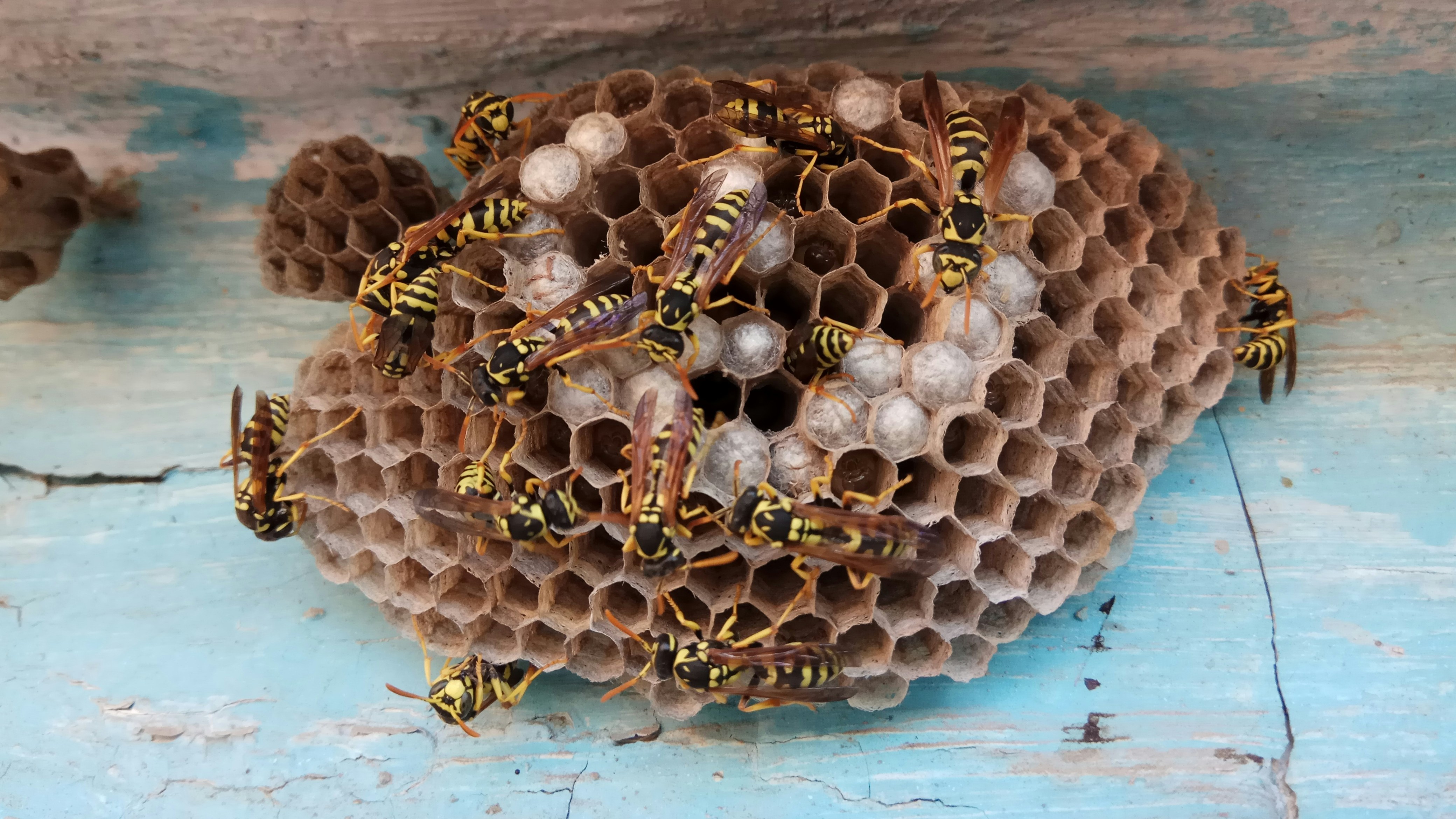 Wasp Control: When to Call Buck's Bugs for Buzzing Nests