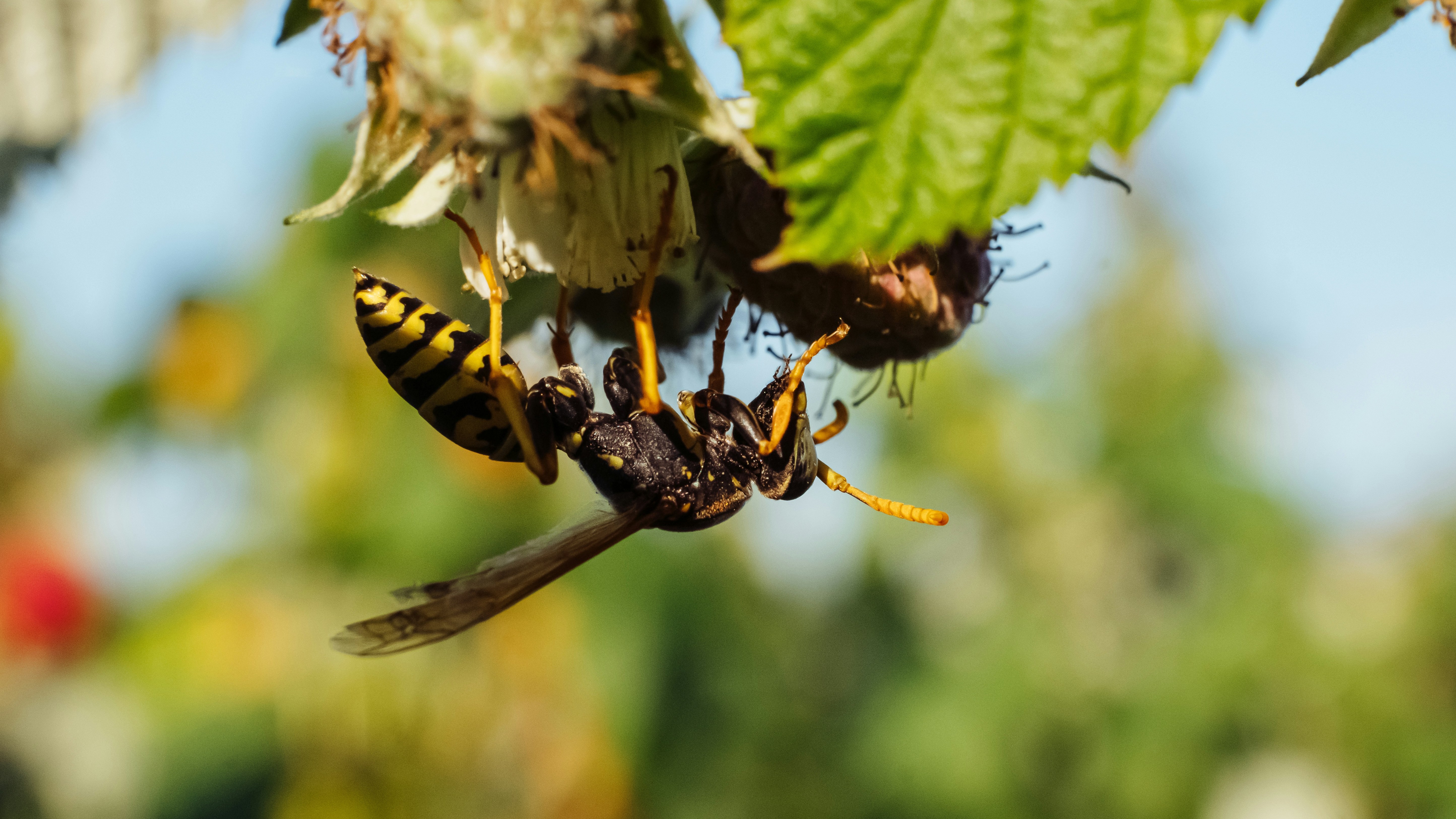 Reoccurring Pest Control: Your Year-Round Home Protection Plan