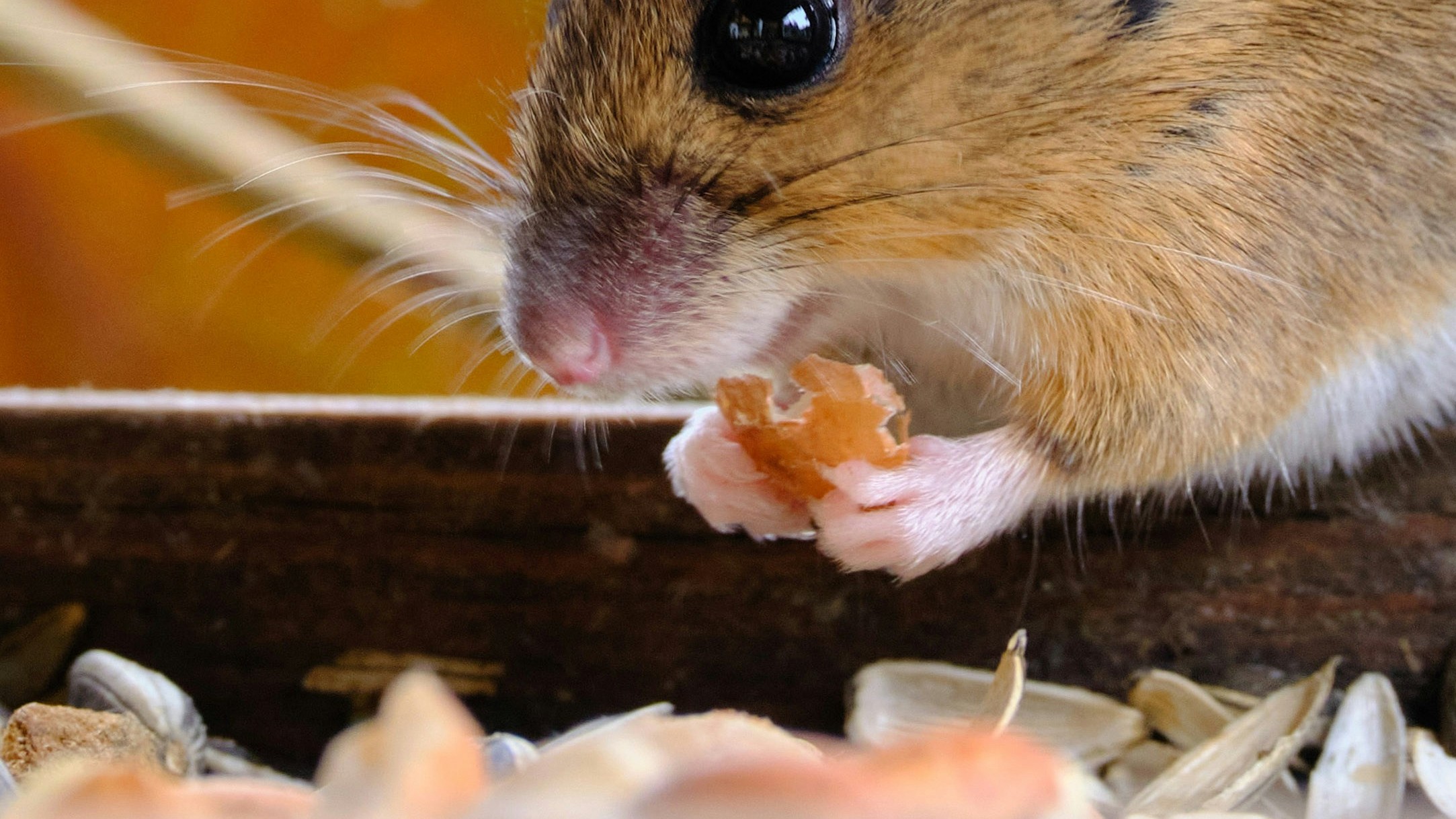 Is Your Home Hiding Rodents? Discover the Key Signs!