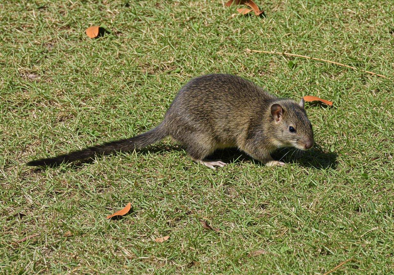 Pinellas County Wildlife Removal: Live Trapping & Dead Animal Services