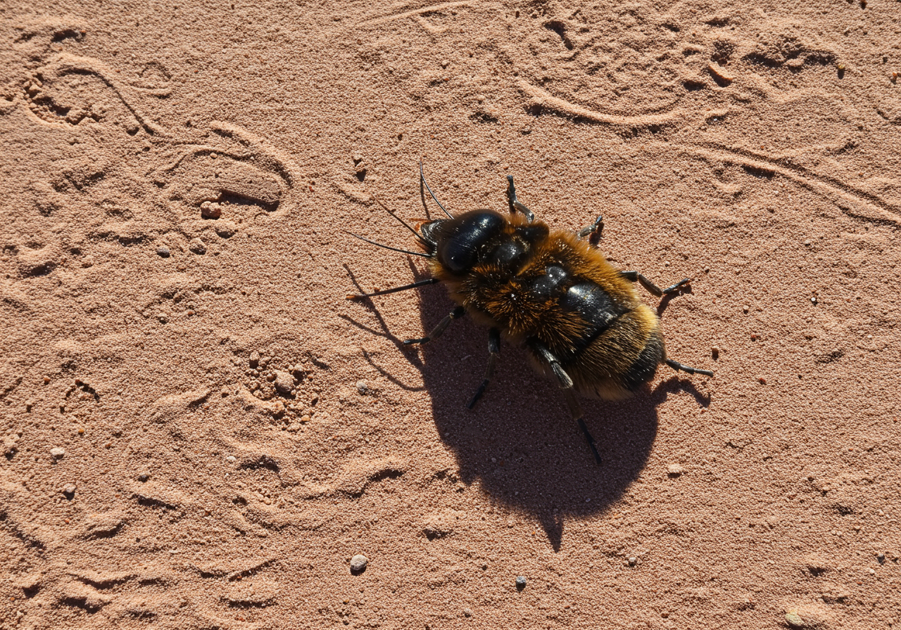 Is Professional Pest Control Worth It? Protecting Your Santa Fe & Bernalillo County Home