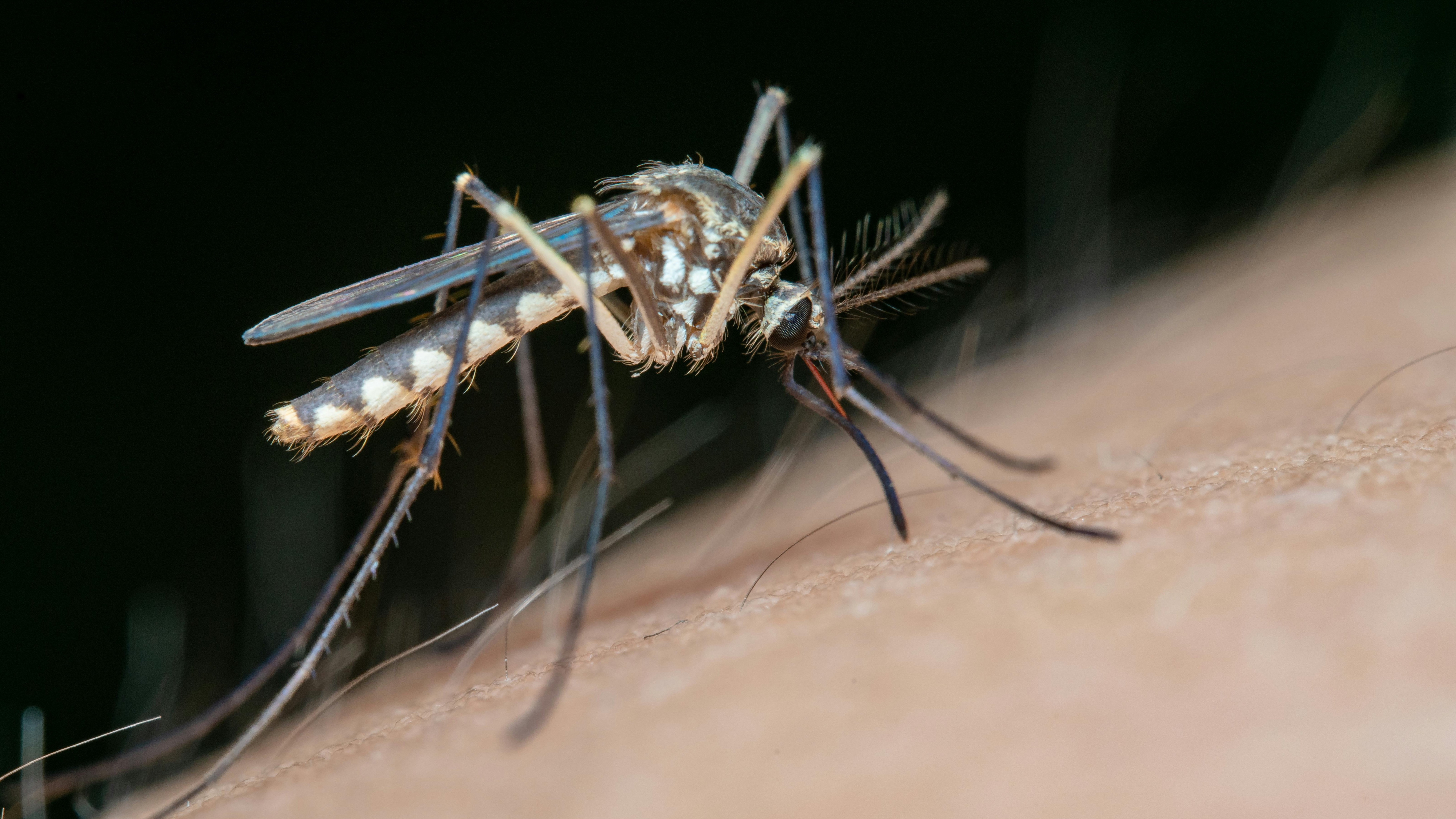 Mosquito Control Saraland, AL | Solstice Pest Control