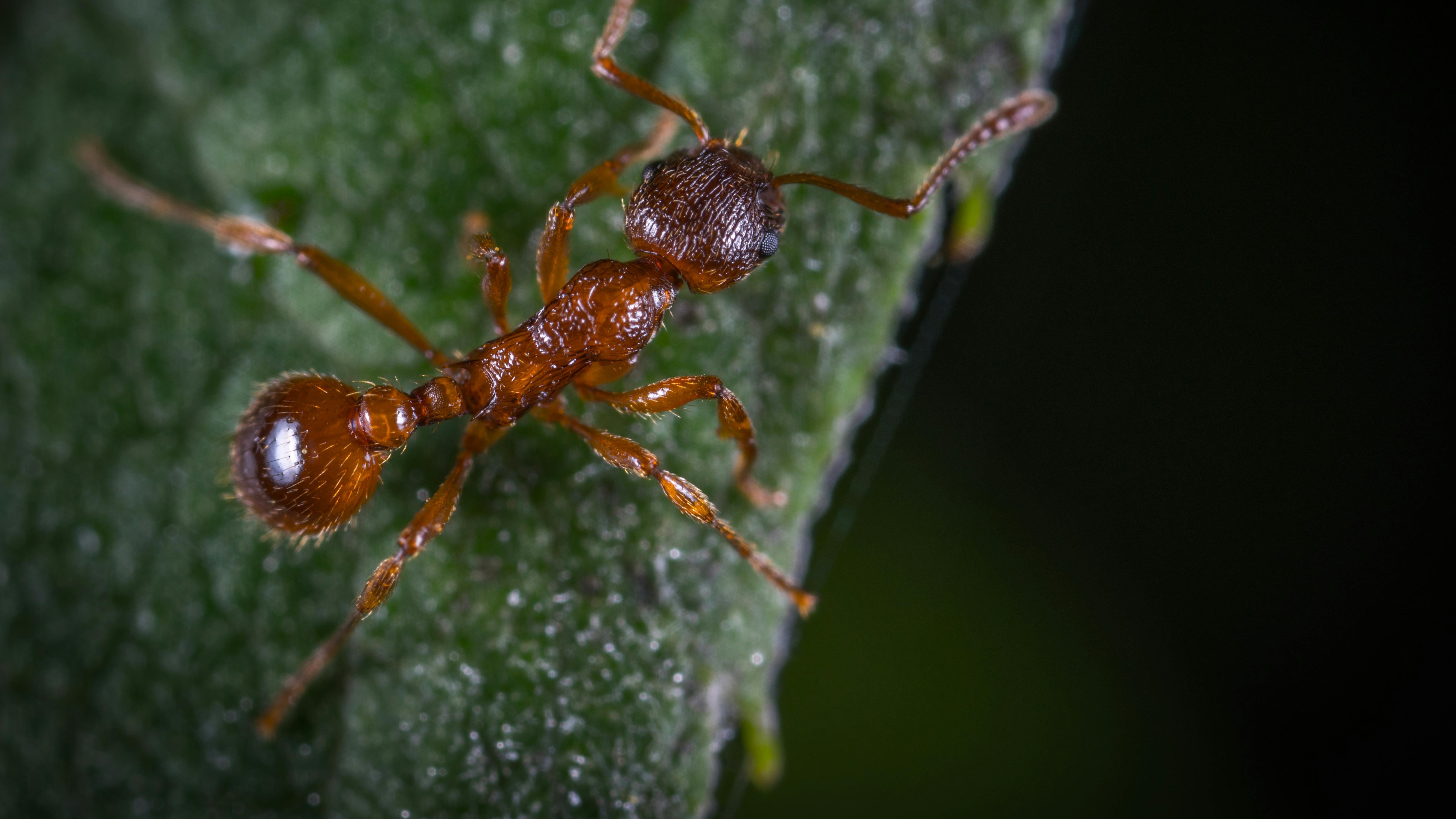 General Pest Control Saraland, AL | Solstice Pest Control